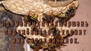 Пчёлки 11. В гостях у шершней
