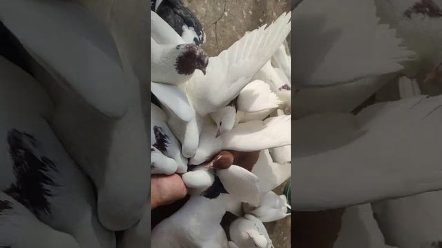 Кормление голубей с руки, пермские гривуны, павлины, панцирные 30 мая 2023! смотреть онлайн