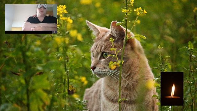 Общение с Душой кота, который ушел по неизвестным причинам в Мир Душ Животных. Расследование. ?????