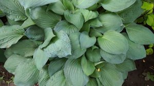 Цветок хоста - описание, посадка и уход, способы размножения