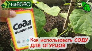 ДАЙТЕ ОГУРЦАМ другое СРЕДСТВО и будете собирать урожай ведрами до осени! правильный уход за огурцами