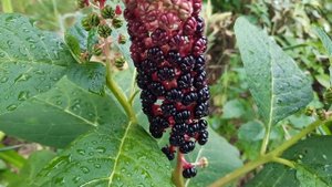 Фитолакка от бутонов до плодов / Лаконос / Phytolacca