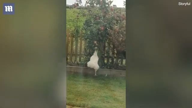 Самый смелый и умный гусь в мире. Это самое умное животное 2023 года. смотреть онлайн