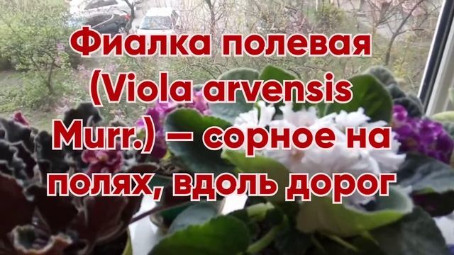 Несколько самых популярных видах фиалок смотреть онлайн