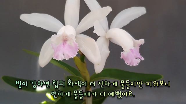 Cattleya 카틀레야 3종 смотреть онлайн
