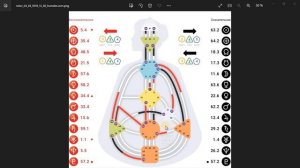 Манифестирующий генератор 2/4 Отшельник-оппортунист разбор бодиграфа