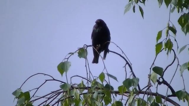 Дачная орнитология. Что можно увидеть рядом. смотреть онлайн