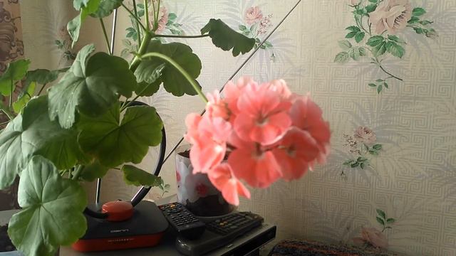 Герань | год после посадки смотреть онлайн