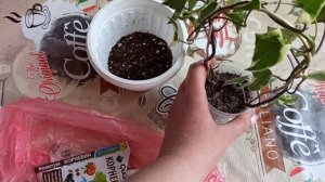 Фикус нарастил корни в воде ?