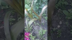 Продолжение. Пеннисетум сизый Пурпл Барон.