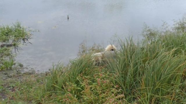 Вспоминаем команды. Умная дворняжка смотреть онлайн