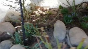 Когда открывать РОЗЫ?  Проверено годами, мой опыт