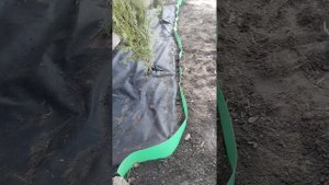 клумба с туями