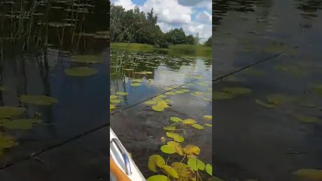 Нарвское водохранилище | Июнь 2019