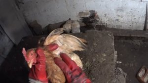 Ремонт курицы своими руками. Она стонала.