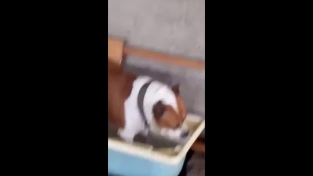 Собаки тоже купаются в жару смотреть онлайн