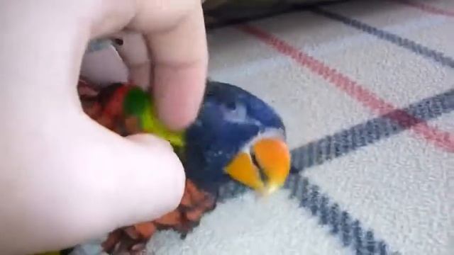 Умный попугай - игруша смотреть онлайн