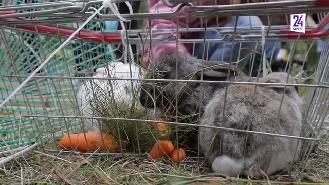 Урожай года в Сургуте прошел в новом формате смотреть онлайн