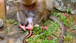 MG, Mommy Dana Cleaning Up Hard On Baby Cord,It Make Baby Cry Hurt &Seizing|#Monkey Nightmare