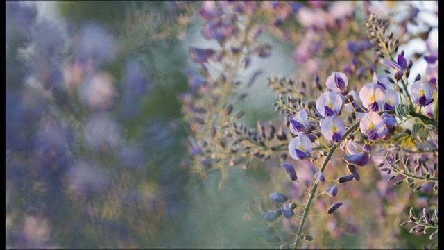 Акация смотреть онлайн