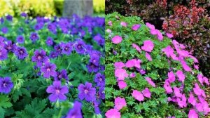 Неприхотливый Многолетник, Цветущий Все Лето из серии "Посадил и Забыл": Садовая Герань