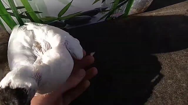 НОВЫЕ ГОЛУБИ! ГОЛУБЯТА Московские Монахи, голуби павлины и пара бойных серых голубей смотреть онлайн