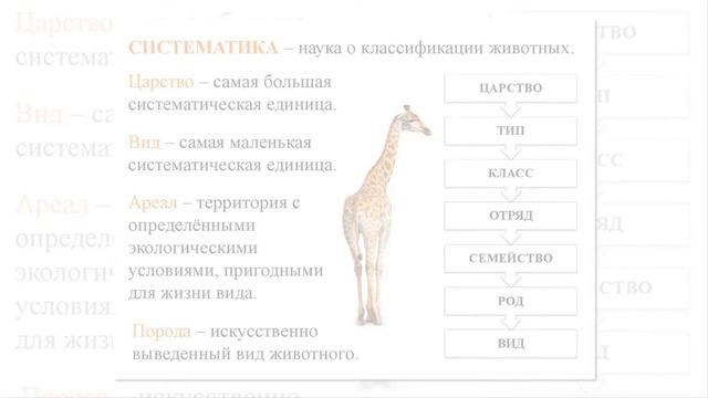 HAYVONLAR KLASSIFIKATSIYASI | ҲAЙВОНЛAР КЛАССИФИКАЦИЯСИ. смотреть онлайн