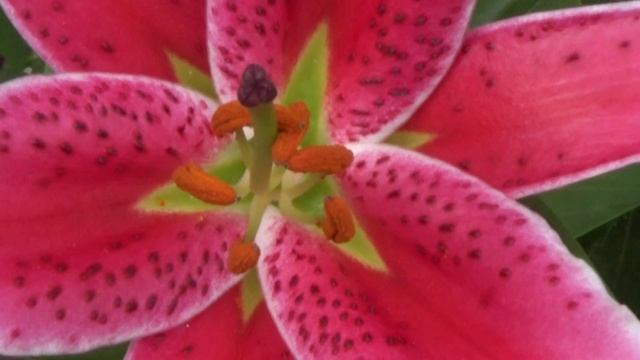 Еще одна горшечная лилия смотреть онлайн