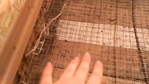 Бюджетный брудер для перепелов