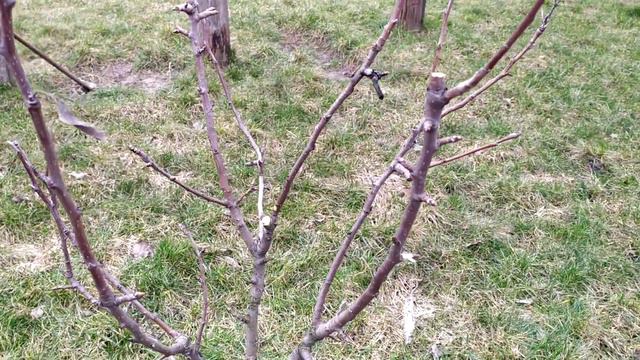 Зимняя обрезка трех летней груши.Three year old pear pruning