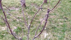 Зимняя обрезка трех летней груши.Three year old pear pruning