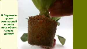 Корни фиалки в Серамисе через 2 года. В маленьком объеме. Без пересадки.