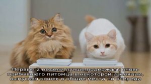 Как подружить двух взрослых кошек?