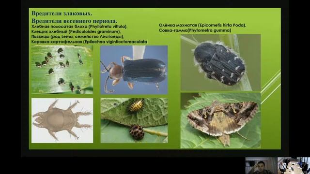 Вредители зерновых культур, вебинар.