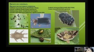Вредители зерновых культур, вебинар.