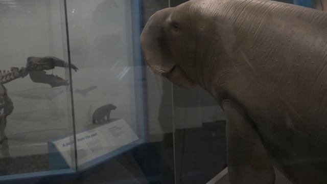 Лондон Музеи.Факты о Музее Естествознания в Лондоне.Музей Естественной истории. Интересное Лондон смотреть онлайн