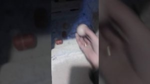 Куры гадят в гнездо