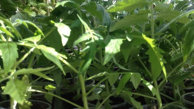 Обзор рассады томата Монгольский карлик. смотреть онлайн