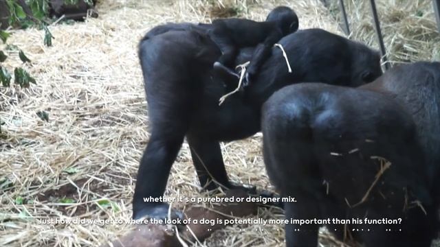 Gorilla And Dog Close Relationship