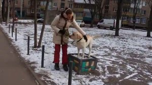 Как отучить тянуть поводок. Как отучить собаку рвать вперед. Как  научить гулять на  поводке