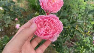 Plume rose