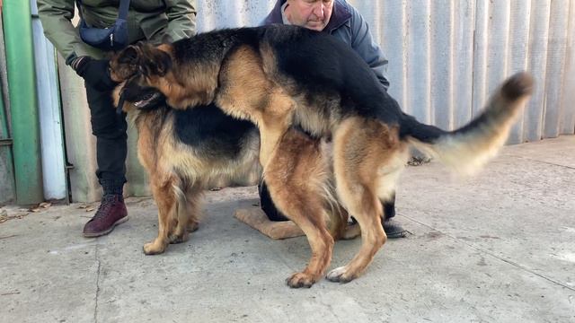 Немецкая Овчарка.Радж. Вязка. 4K смотреть онлайн