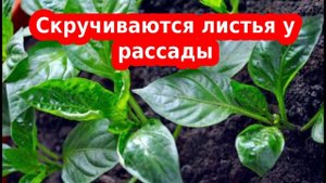 Скручиваются листья рассады перца и баклажан