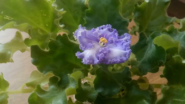 Расцвела сортовая фиалка Partly Cloudy / The violet Partly Cloudy смотреть онлайн