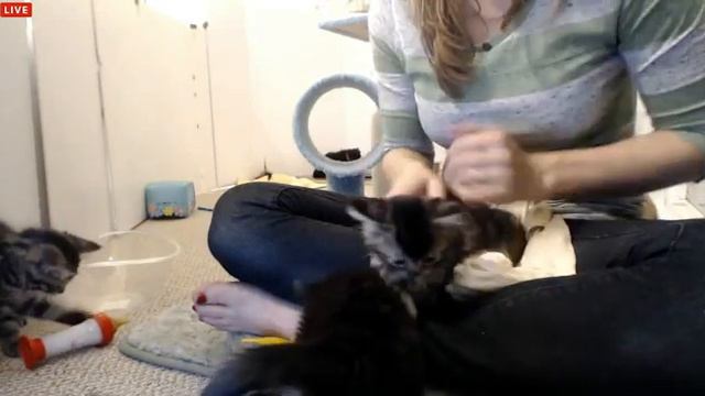 Tiny Kittens Shelly opens presents tries bottle feeding and weigh ins смотреть онлайн