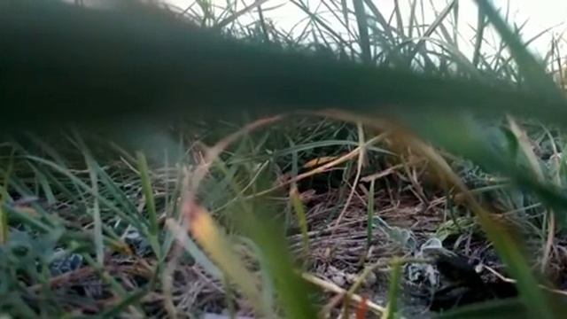 Как поет сверчок, мир насекомых