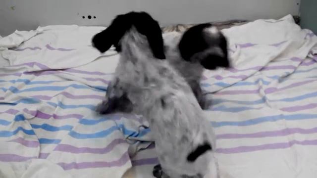 Игры щенков русского спаниеля (продолжение) смотреть онлайн