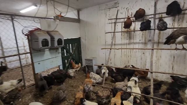 ПАВЛИНЫ ЗНАЮТ ЧТО УЖЕ СКОРО ЗИМА смотреть онлайн