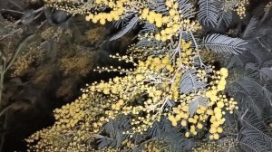 У нашего дома наконец-то зацвела мимоза (акация серебристая). В этом году на пару недель позже.