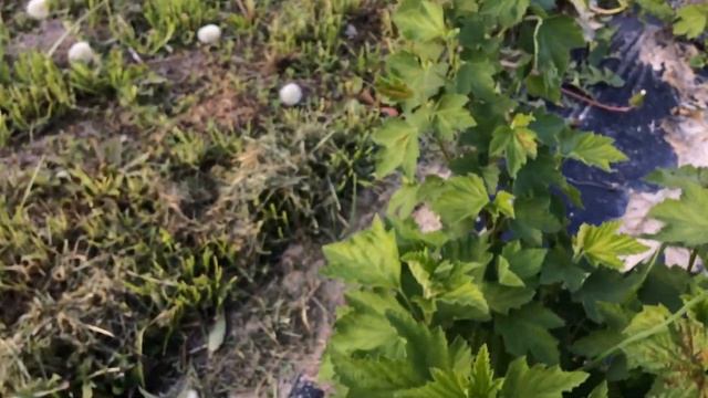 Красная смородина Ровада.Обзор на 11.05. 17 г. смотреть онлайн